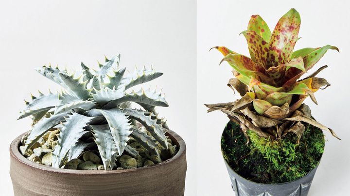 珍奇植物図鑑。ジメジメ多湿が好きなブロメリアたち「ブロメリア」