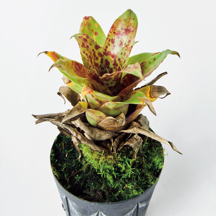 ラシナエア スピクローサ