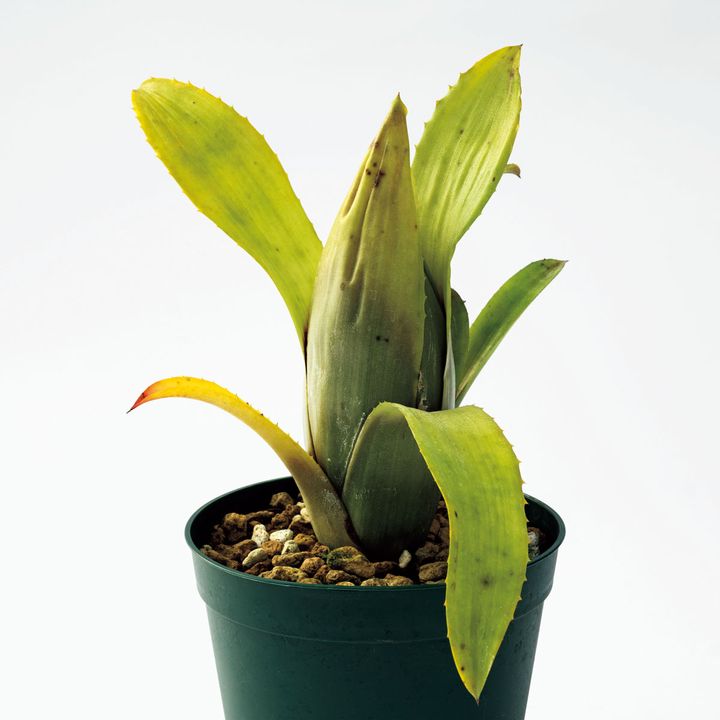 エクメア ブラシコイデス