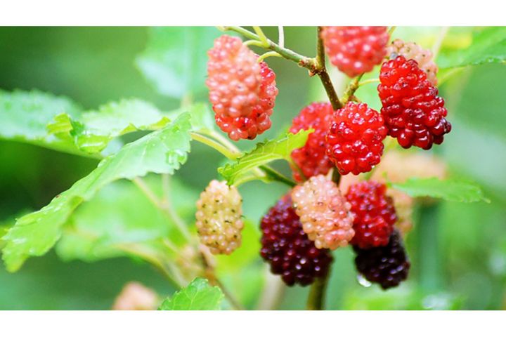 木いちごに似たマルベリー（桑の実）。漢方薬としての活用も。