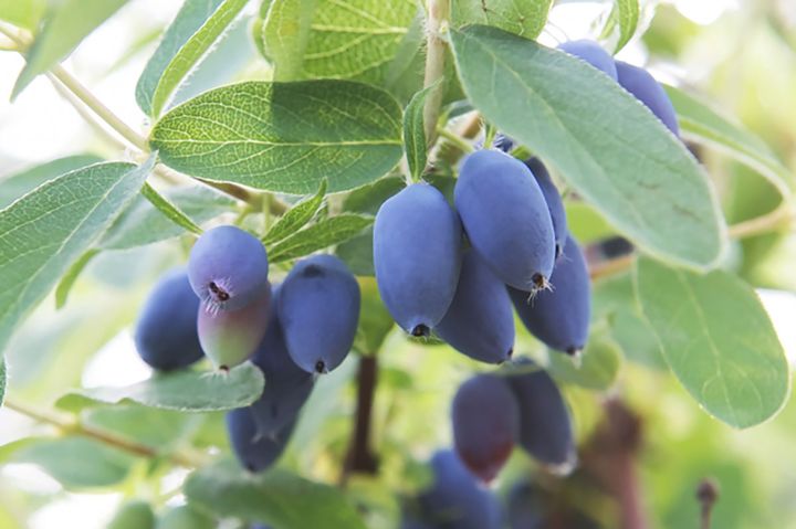 ハスカップの生果は保存が難しく超レア。夏の北海道で出会えたらラッキー。