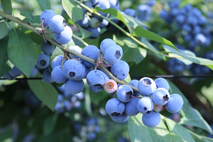 今まさに旬のブルーベリー。抗酸化力の高いアントシアニンが豊富！