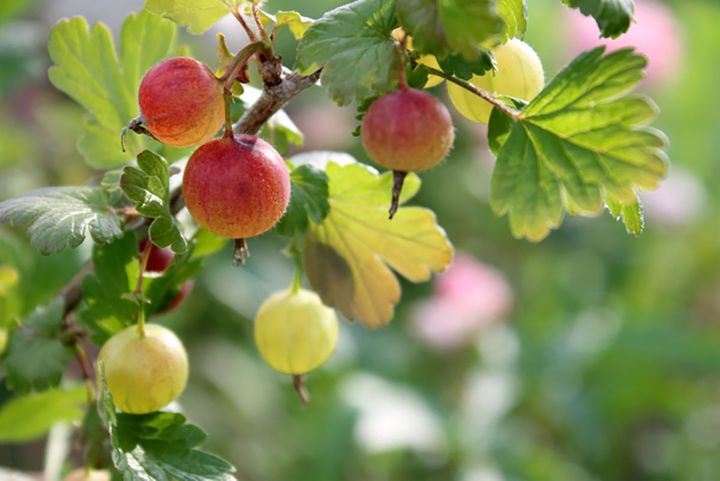 紙風船のような見た目が愛らしいクーズベリー。