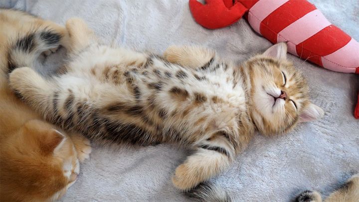 無防備な姿で眠る子猫