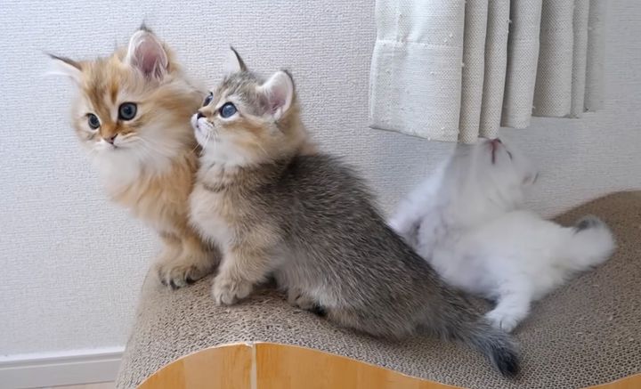 元気いっぱいに遊ぶ子猫達