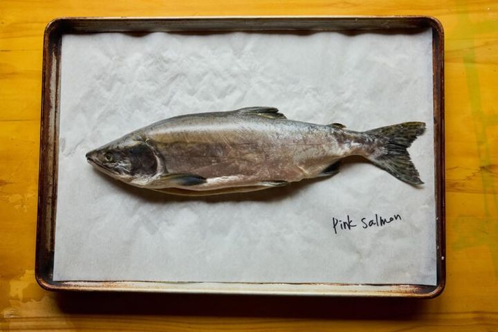 鮭類のなかではもっとも小柄なピンクサーモン