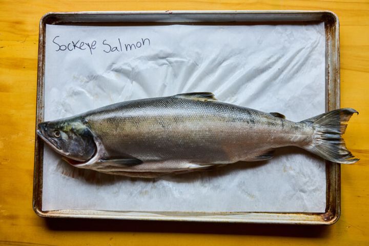 ソッカイ（紅サケ）。しっとりとした触感と深いうま味が絶品！