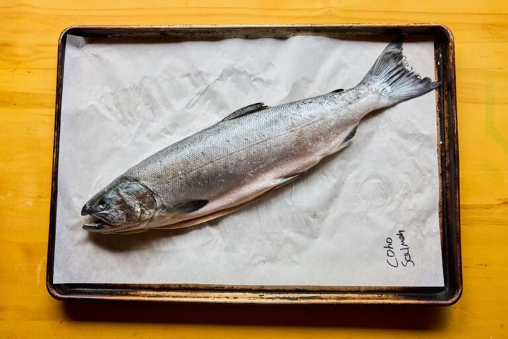 コーホーサーモン（銀サケ）は名前の由来にもなっている光沢のある銀色の体が特徴