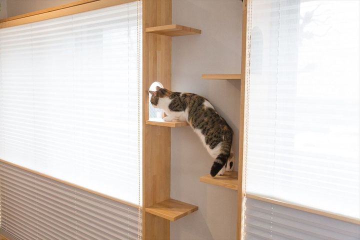 猫を“室内飼い”する理想の部屋作りとは…