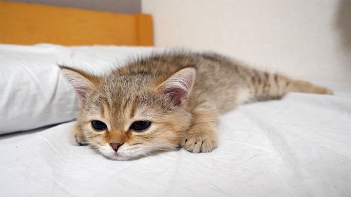 ベッドでくつろぐ子猫