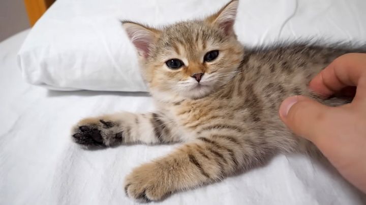 ナデナデされる子猫