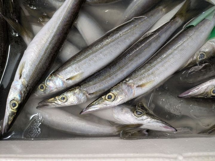 九州から関東地方にかけて真夏に大量に水揚げされることがあるミズカマス。水っぽくて柔らかいというが、新鮮なものを適切に調理するとおいしくて安くてお得です