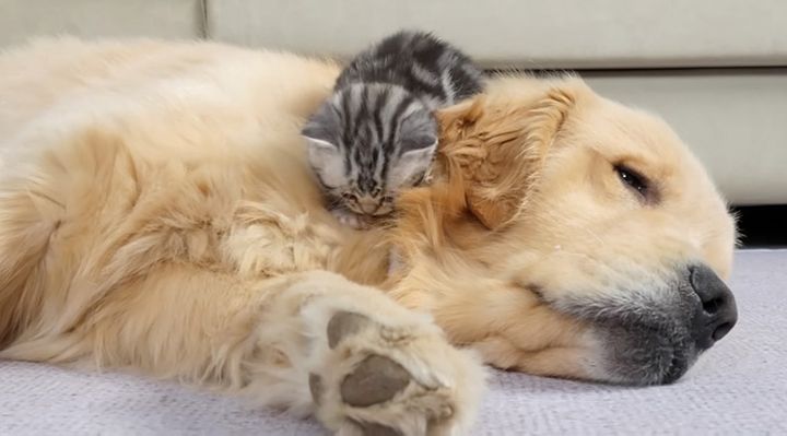 ゴールデンレトリバーに甘える子猫