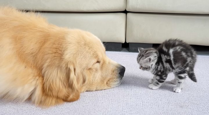 ゴールデンレトリバーを警戒する子猫