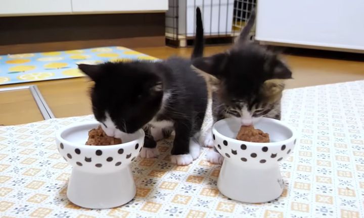 ご飯を食べる子猫達