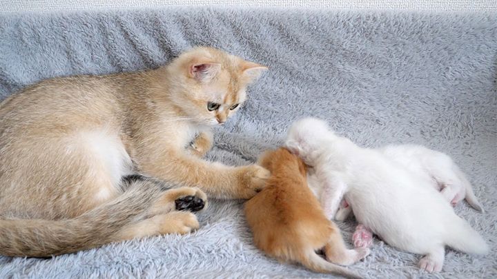 子猫達を寝かしつける猫