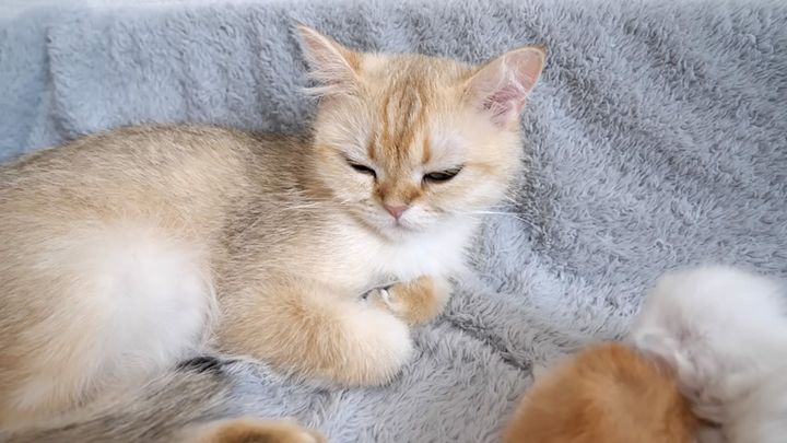 自分も眠たくなった猫