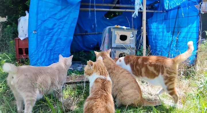 集まる猫達