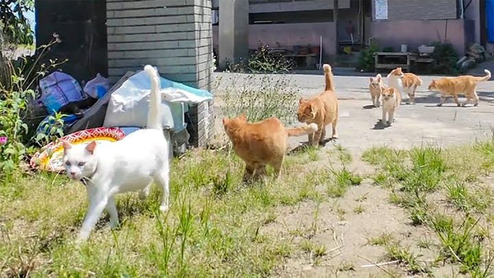 登校する猫達