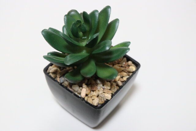 ダイソー 多肉ポット（B） 