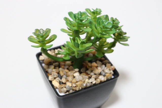 ダイソー 多肉ポット（A）