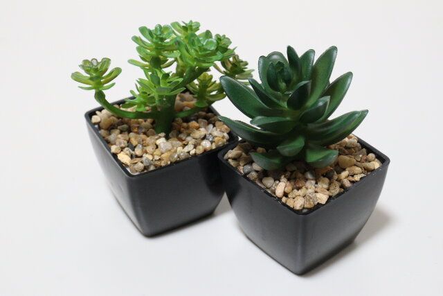 ダイソー 多肉ポット（A） 多肉ポット（B） 