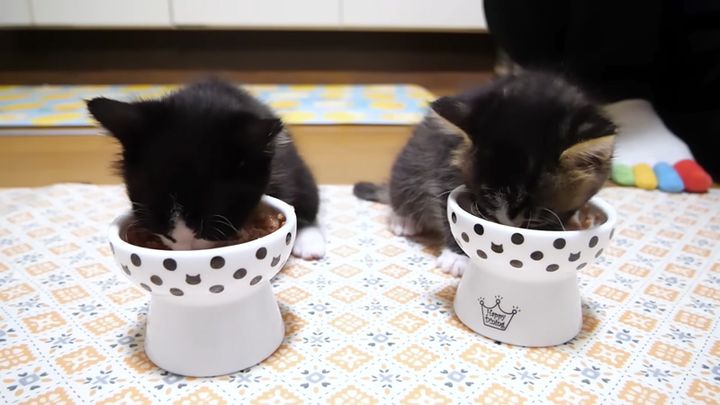 ご飯を食べる子猫達