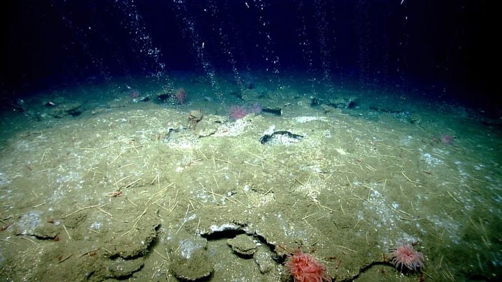 微生物が脳のような電気ネットワークを形成し、海底のメタンを分解している