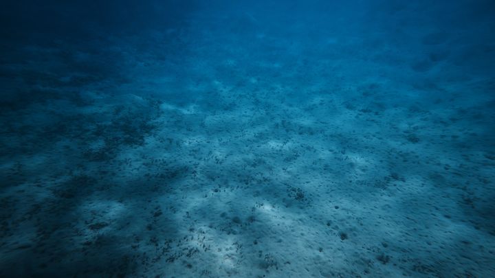 電気を送り合う微生物たち