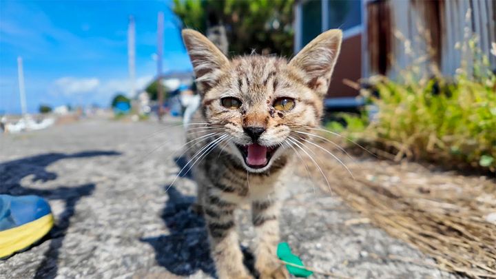 猫島の漁港で出会った子猫