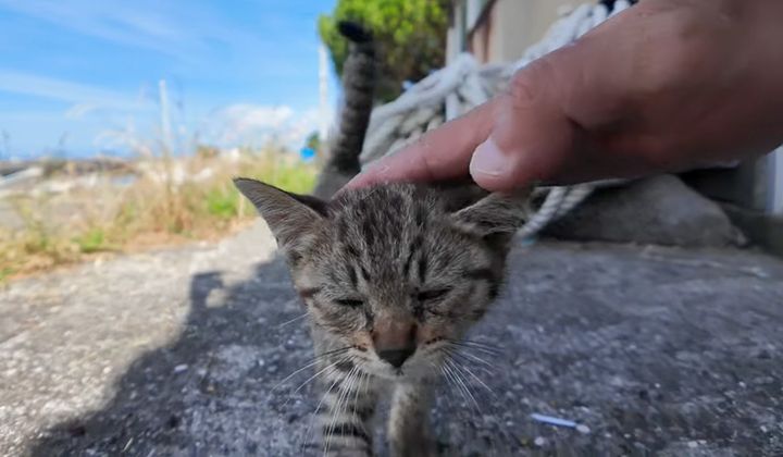 撫でられる子猫