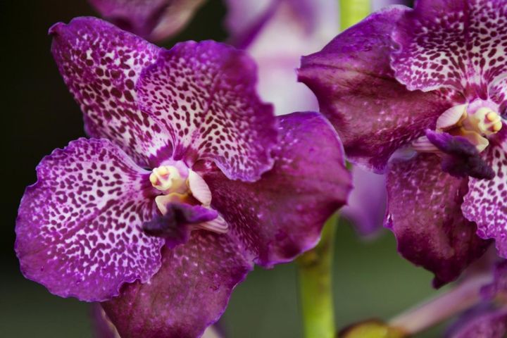 8月26日の花とは？【366日の誕生花と幸せの花言葉】 | TRILL