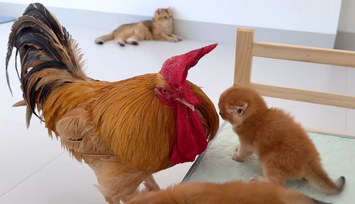 子猫が気になるニワトリ