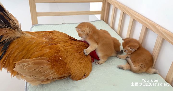 子猫の遊び相手になるニワトリ