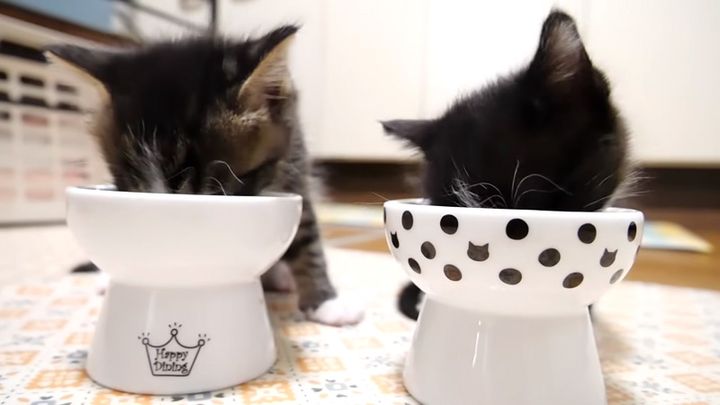 ご飯を食べる子猫達