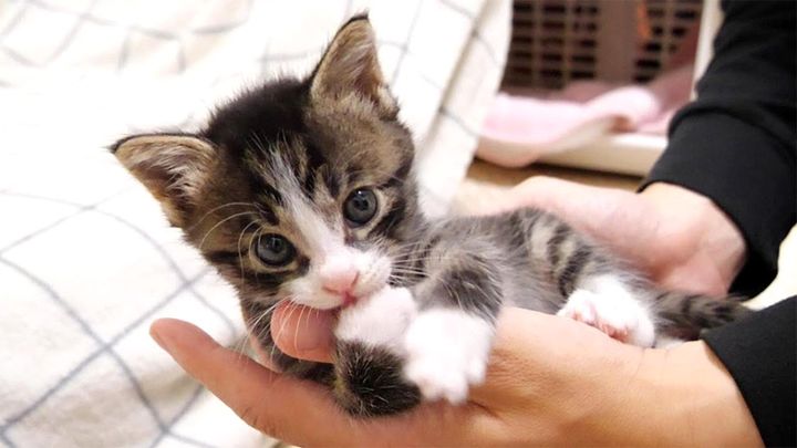 カミカミする子猫