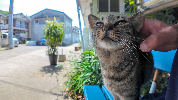 ナデナデされる猫