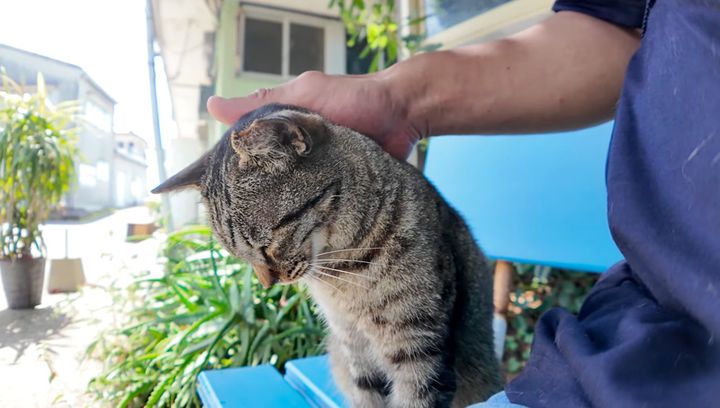 ナデナデを堪能する猫