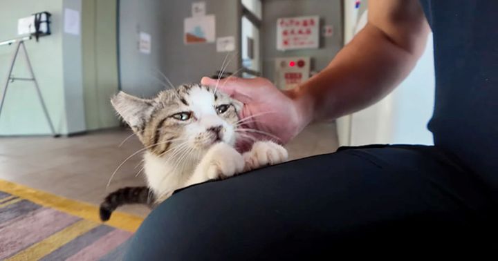 ナデナデされる子猫