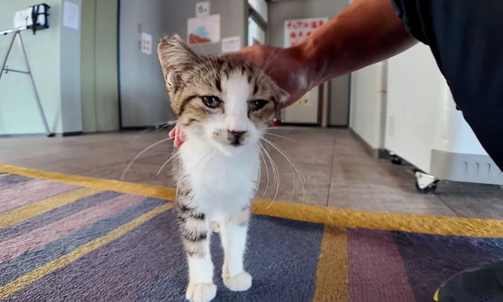 ナデナデされる子猫