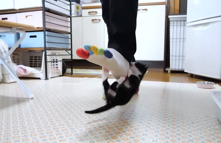 足ブランコする子猫