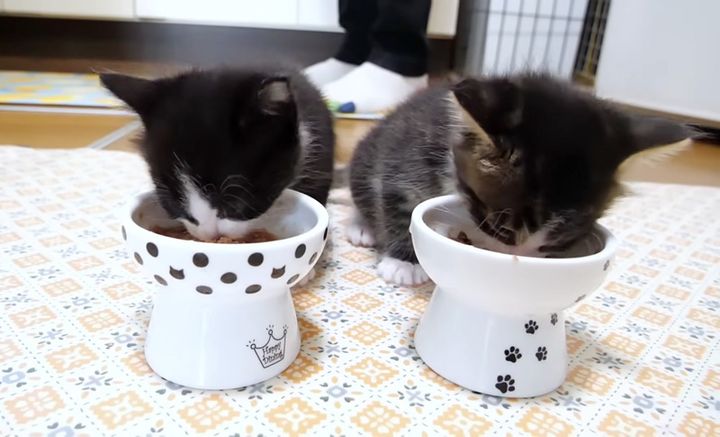 ご飯をモグモグと食べる子猫達