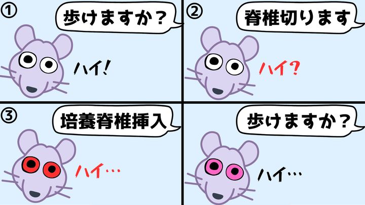 脊椎が切れたラットが「人工培養脊髄」の組み込みで再び歩けるように