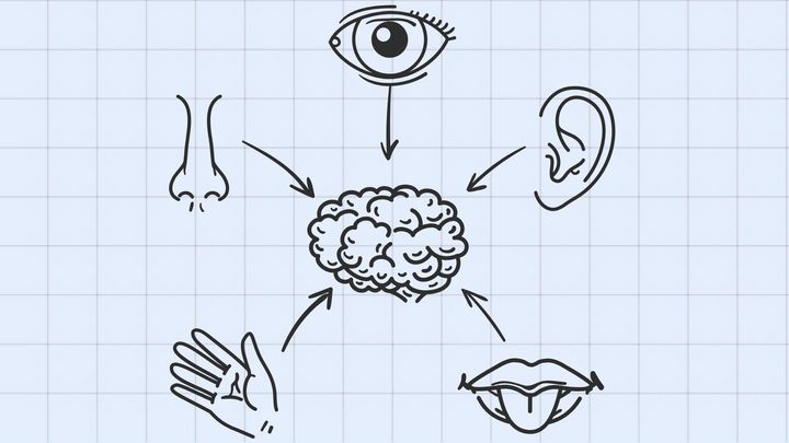 脳が視覚と聴覚を切り替える理由