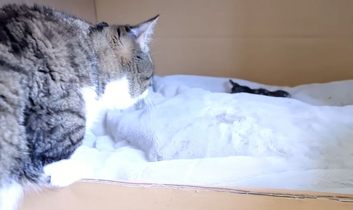 赤ちゃん猫が気になるパパ猫