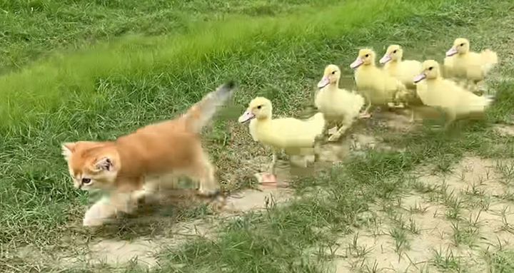 アヒルのヒナ達と冒険に出かけた子猫