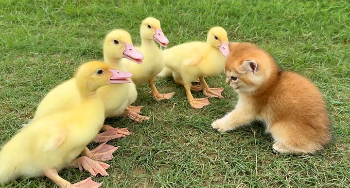 アヒルのヒナ達と冒険に出かけた子猫