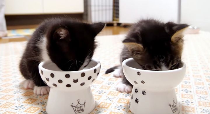 ご飯を食べる子猫達