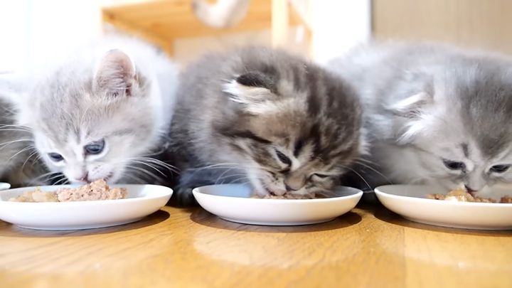 ご飯を食べる子猫達