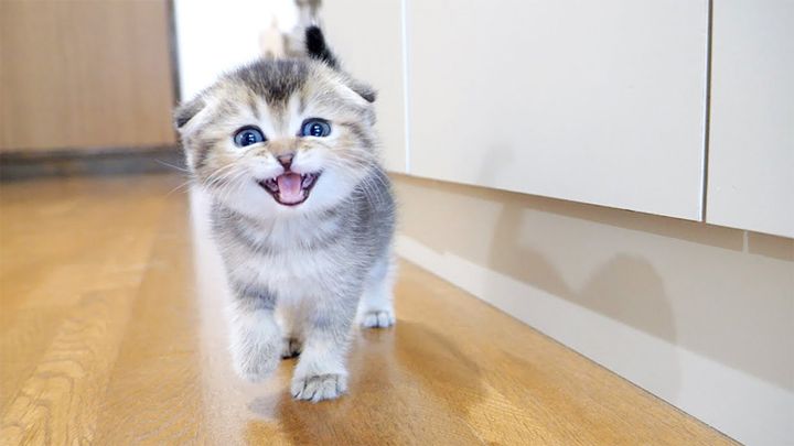 食べ物を探す子猫